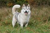 SIBERIAN HUSKY 827